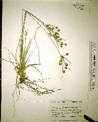 Cyperus nashii image