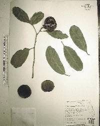 Diospyros ebenum image