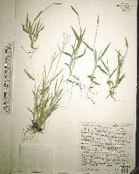 Digitaria serotina image