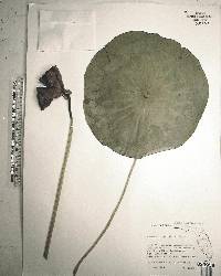 Nelumbo lutea image