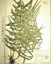 Pteris vittata image