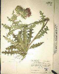 Cirsium horridulum image