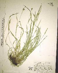 Carex crebriflora image