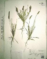 Plantago wrightiana image