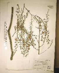 Hypericum lissophloeus image