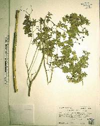 Hypericum myrtifolium image