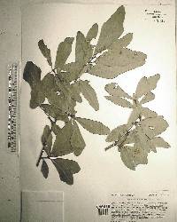 Quercus laurifolia image