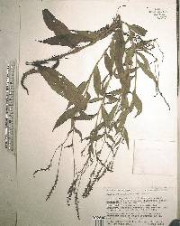 Polygonum setaceum image