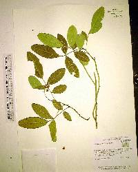 Schinus terebinthifolius image