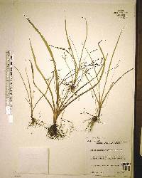 Hypoxis curtissii image