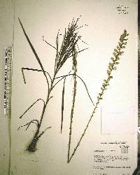 Liatris spicata image