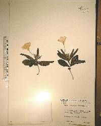 Ruellia caroliniensis image