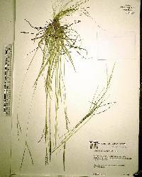 Digitaria villosa image