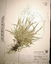 Dichanthelium laxiflorum image