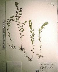 Phyllanthus caroliniensis image