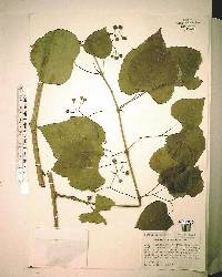 Ampelopsis cordata image