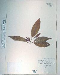 Michelia alba image