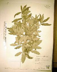 Quercus pumila image