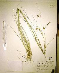 Rhynchospora gracilenta image