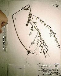 Lythrum curtissii image