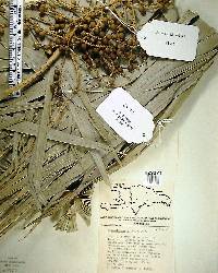 Coccothrinax spissa image