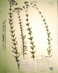 Hypericum cistifolium image