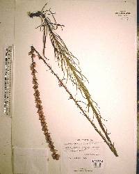 Liatris gracilis image