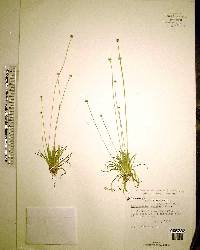 Lachnocaulon anceps image