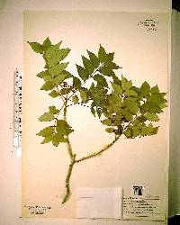 Zanthoxylum clava-herculis image