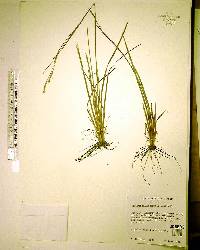 Sisyrinchium nashii image