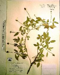 Rubus trivialis image