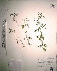 Indigofera trita image