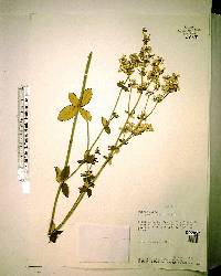 Eriogonum tomentosum image