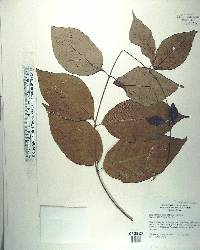 Banisteriopsis caapi image