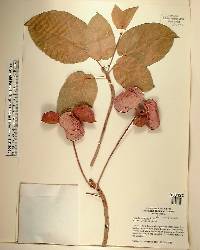 Sterculia ceramica image