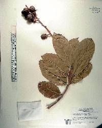 Lagerstroemia hirsuta image