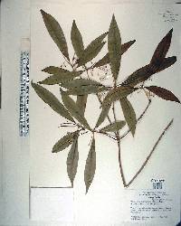 Pittosporum pentandrum image