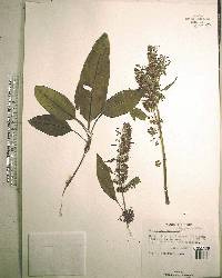 Rumex verticillatus image