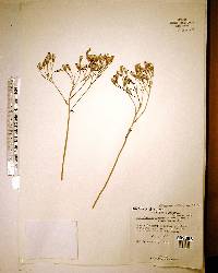 Arnoglossum ovatum image