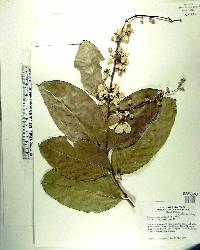 Lagerstroemia hirsuta image