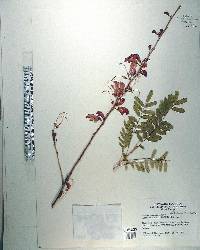 Poitea carinalis image