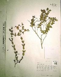 Hypericum myrtifolium image