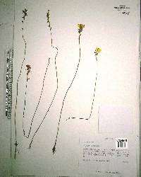 Utricularia cornuta image