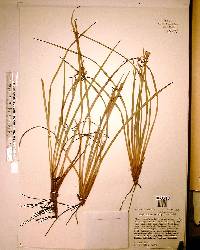 Sisyrinchium solstitiale image