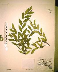 Ulmus alata image