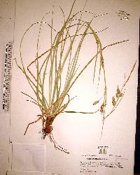 Carex cherokeensis image