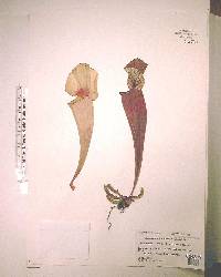 Sarracenia × catesbaei image