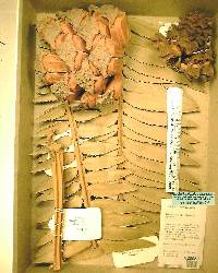 Encephalartos manikensis image