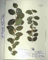 Eugenia coronata image