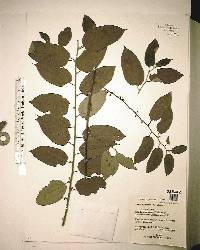 Trema micrantha image